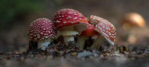 Toadstill Mushrooms - The Neck - Hawea Lake - New Zealand