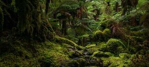 Rainforest Track - Tutoko River - Milford Sound - New Zealand